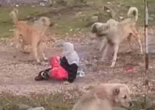 Old Turkish woman attacked by stray dogs 