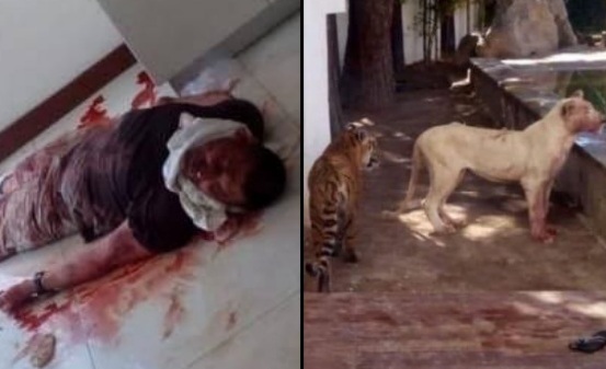 Criminal Eaten by a Tiger AND a White Lion Guarding a Mansion. 