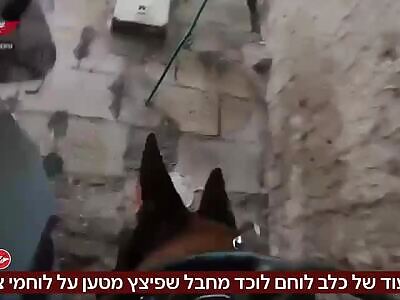 An IDF Good Boy Subdues a Hamas Terrorist who Tried Ambushing.
