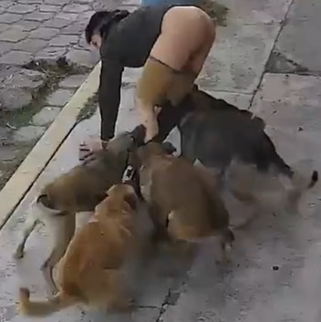 Dangerous Street Dogs Attack an Man in Mexico