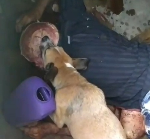 Dog Is Caught Eating the Corpse Of Its Owner, Who Was Shot Dead 