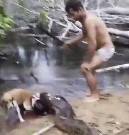 Big Snake Attacks dog