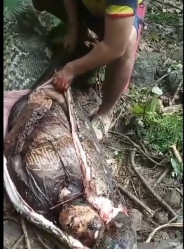 woman was eaten by a huge snake