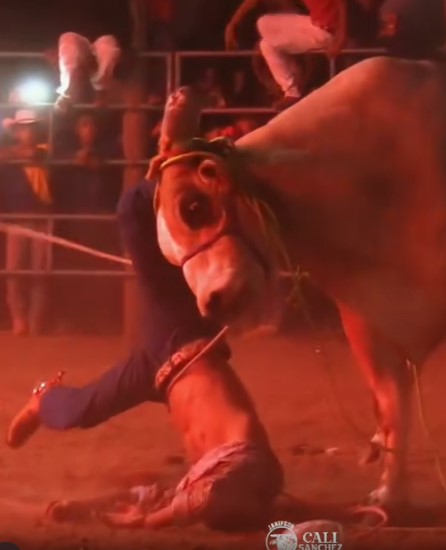 Brutal, bullfighter massacred by Mexican bull
