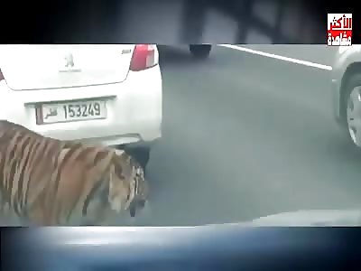 Pet Tiger Got Loose Running Down The Highway 