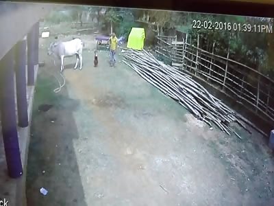 Shocking: Little Girl Kicked to Death by a Cow