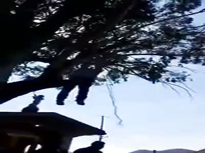 Thief Hanged from a Tree by Population