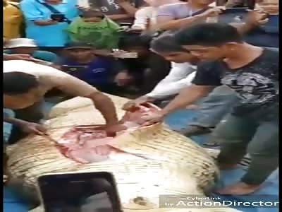 Removing Human Remains from a Dead Crocodile's Stomach