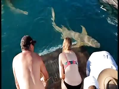 Feeding the Shark Goes Wrong