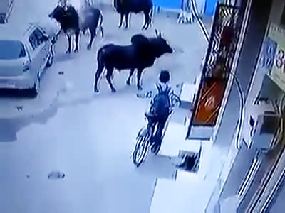 Kid Getting Crushed During Bull Fight