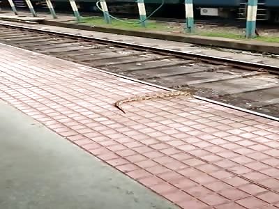 Snake Commits Suicide by Train. Skip to :50