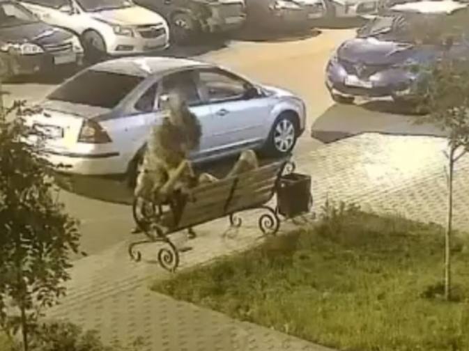 Conflict In Voronezh