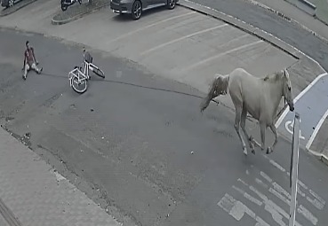 cyclist horse dragged by the horse