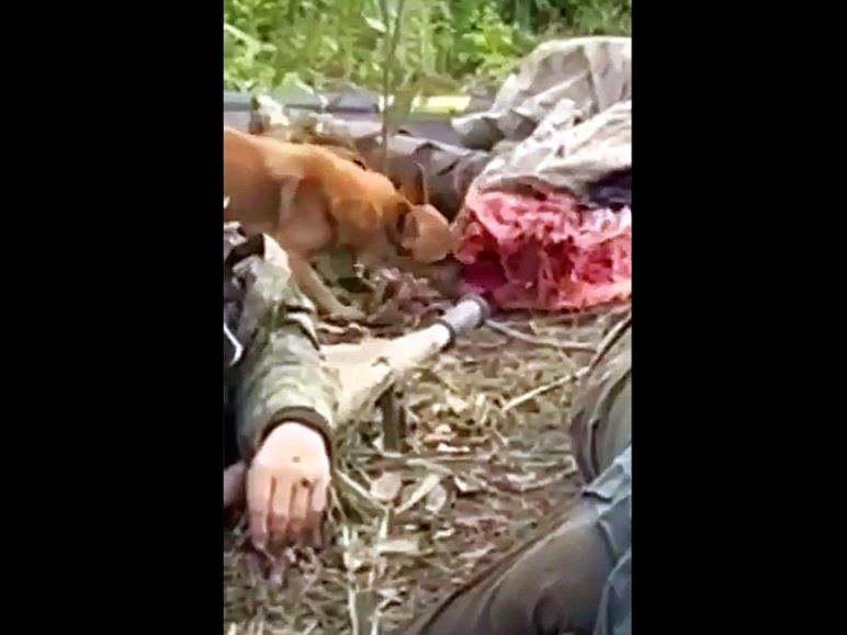 Among Butchered Russians—Dog Devours Meat in a Frenzy