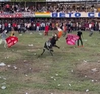 Man Dies from Blow to the Head Caused by a Bull in Colombia