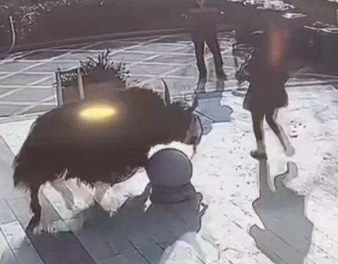 Bull Attacks Woman For no Reason 