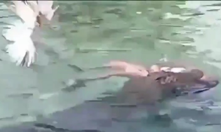 Croc Drags Woman Underwater and Emerges with Corpse an Hour Later.