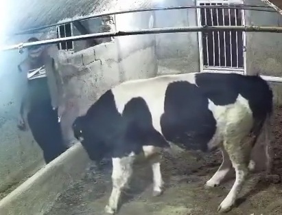 Thief Tries to Steal the Wrong Bull!!!