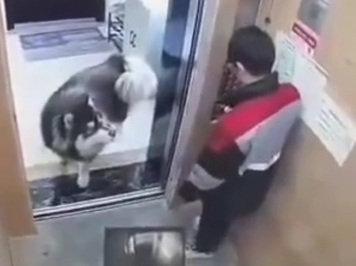 Dude Attacked by a Husky in the Elevator. 