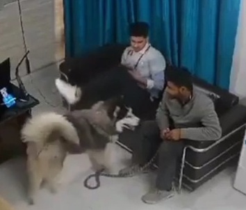  Siberian Husky Attacks a Veterinarian