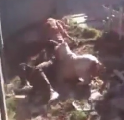 Guy Trying to Rob a House is Ripped Apart by Two Angry Pitbulls! 