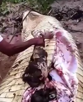 (NEW) Man in Pieces Being Removed From a Big Crocodile