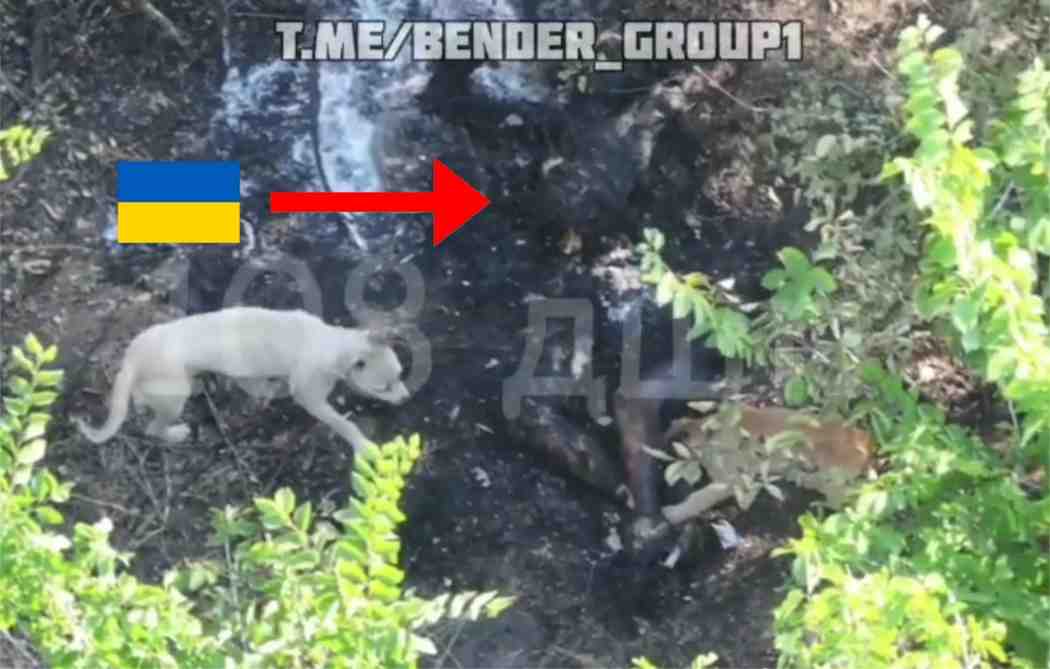 Dogs collaborating in the Ukrainian genocide. 