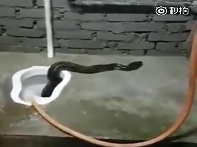 A python out of a toilet