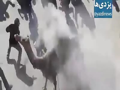 One Killed and Three Injured by Camel Rampage