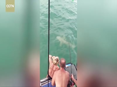 Australian takes on large shark and lives to tell the tale