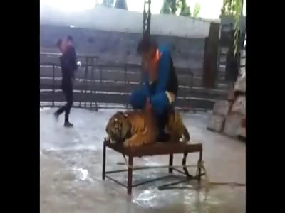 Tiger Abuse in China
