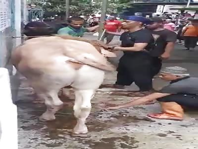 WOW: Cow Gives a Fatal Kick to Morons Head