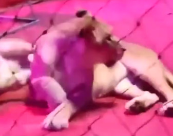 Lion Attacks During Russian Circus
