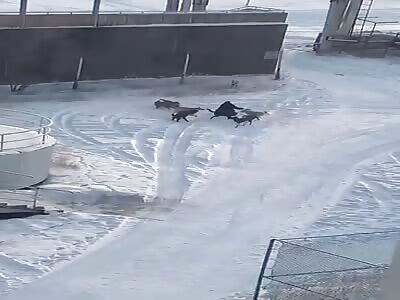 Russian woman fight for her life against group of stray dogs.