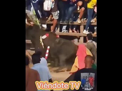 brutal bull attacks compill