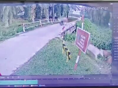 Dude Killed by a Cow