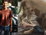 Zookeeper Eaten Alive By Lions In Front Of Visitors