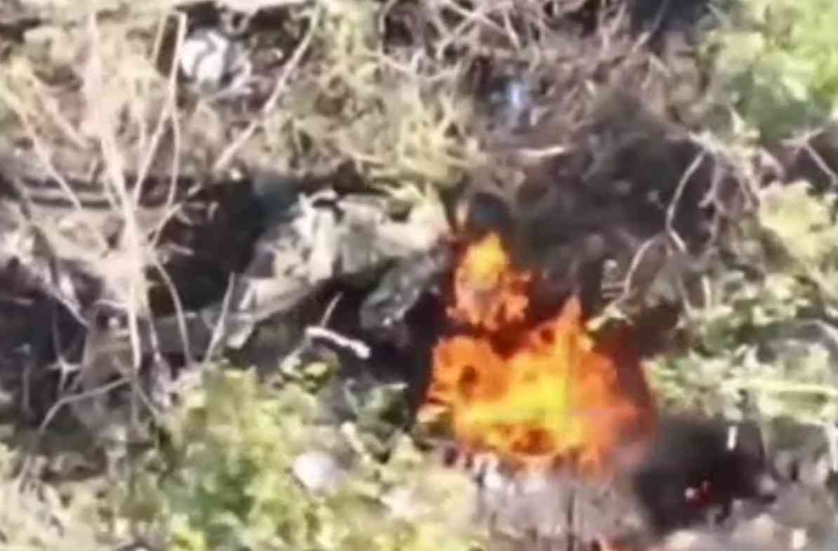 Ukrat pigs are slowly cooked into bacon. 