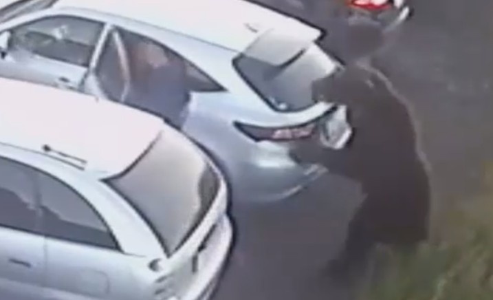 Man BEARly avoids being killed by huge beast