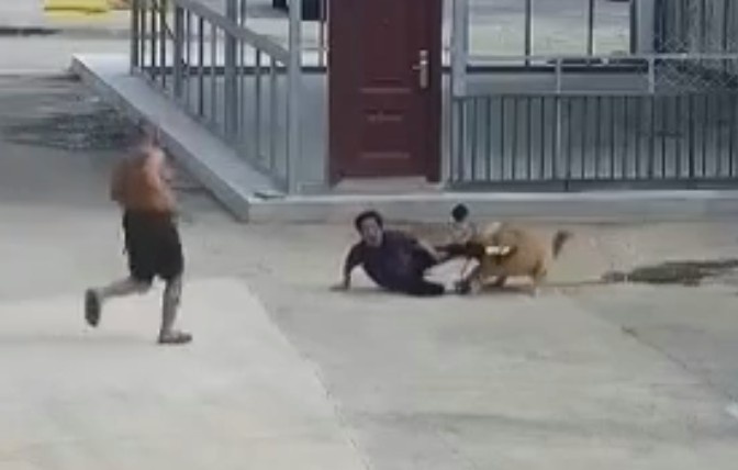 Woman Injured Following Guard Dog Attack