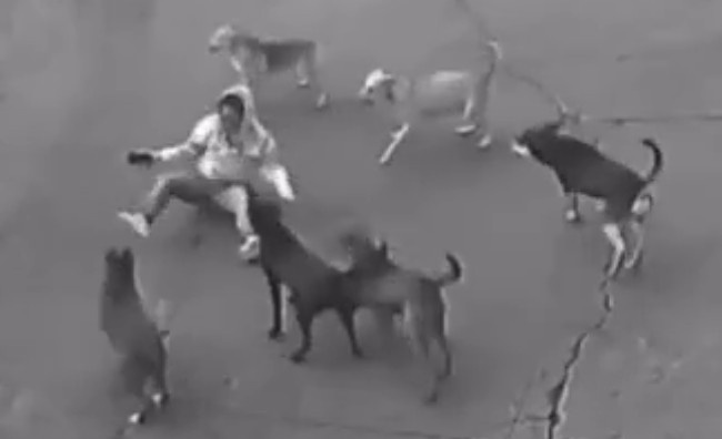 Woman Attacked By Pack Of Stray Dogs In Mexico