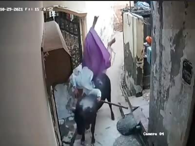 Stray Bull Attacks Elderly Woman In Faridabad