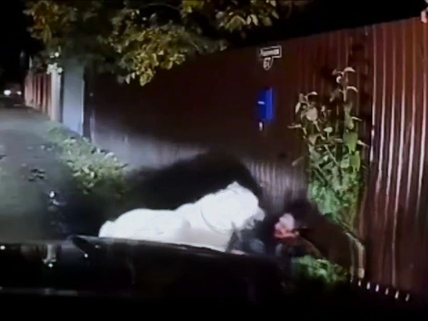 Dog Beast Attacks, Chews Old Woman's Face & Limbs 