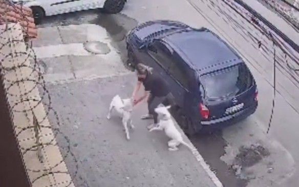 Woman Attacked By White Pitbulls In Brazil