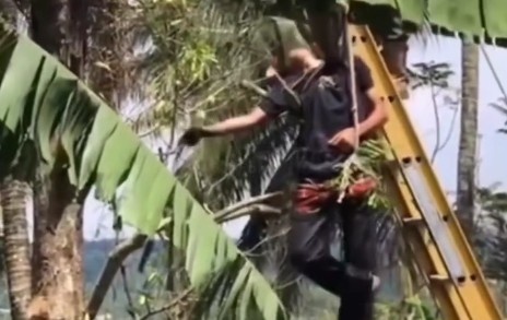 WENT TO CUT DOWN TREE AND DIED ELECTROCUTED