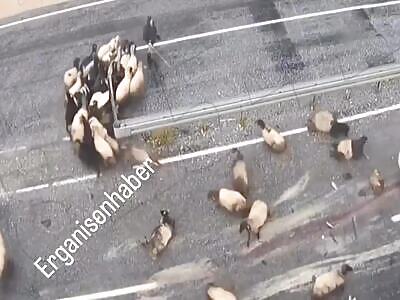 THE SILENCE OF THE LAMBS