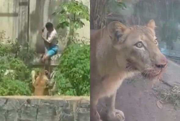Man Killed By Zoo Lion