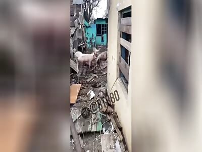 Why you shouldn’t eat bacon in Ukraine 