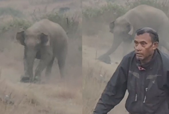 Elephant tramples man to death in India {clean}