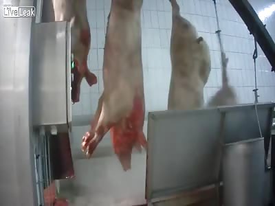 Terrible treatment of pig's in a Belgian slaughter house. 
